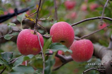 生駒高原りんご園のリンゴ