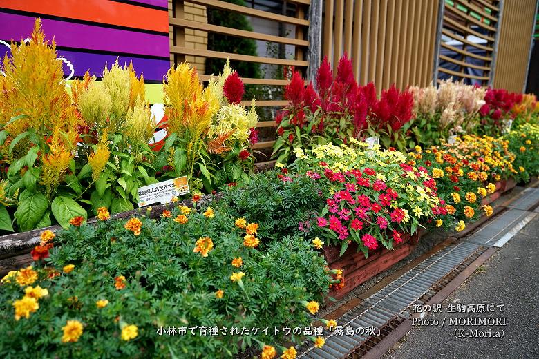 「霧島の秋」宮崎県小林市育生されたケイトウの品種