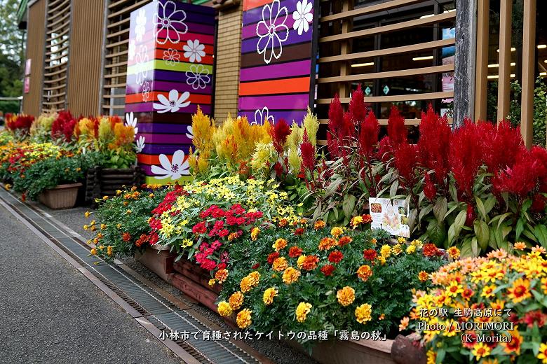 「霧島の秋」宮崎県小林市育生されたケイトウの品種