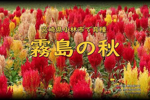 「霧島の秋」宮崎県小林市育生されたケイトウの品種