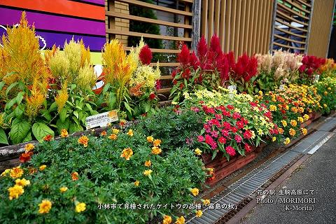 「霧島の秋」宮崎県小林市育生されたケイトウの品種