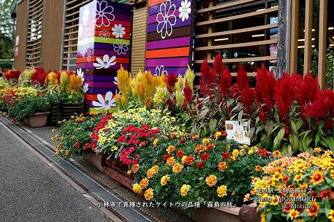 「霧島の秋」宮崎県小林市育生されたケイトウの品種