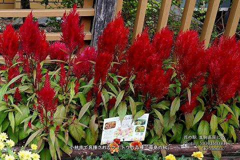 「霧島の秋」宮崎県小林市育生されたケイトウの品種