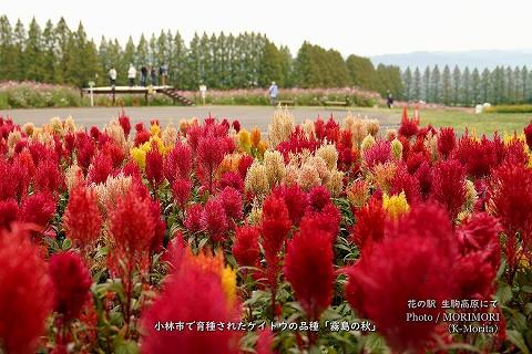 「霧島の秋」宮崎県小林市育生されたケイトウの品種