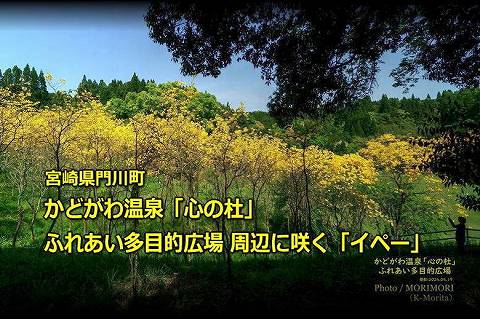 かどがわ温泉「心の杜」ふれあい多目的広場周辺に咲く「イペー」