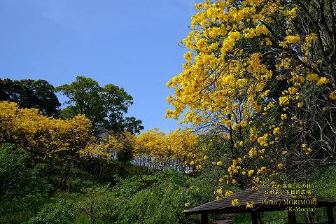 イペー( 門川温泉「心の杜」ふれあい多目的広場にて）