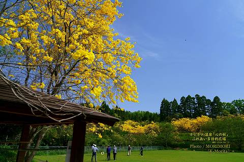 イペー( 門川温泉「心の杜」ふれあい多目的広場にて）