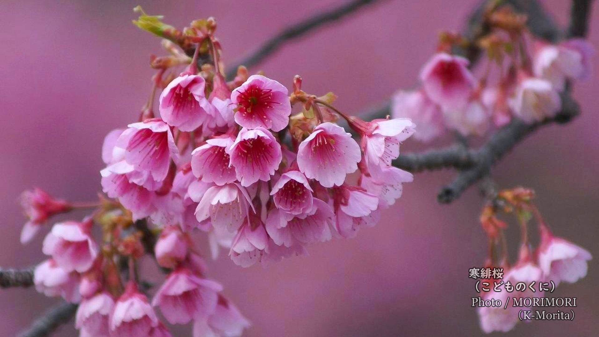 寒緋桜 カンヒザクラ とメジロ ヒヨドリの写真 宮崎市 こどものくに