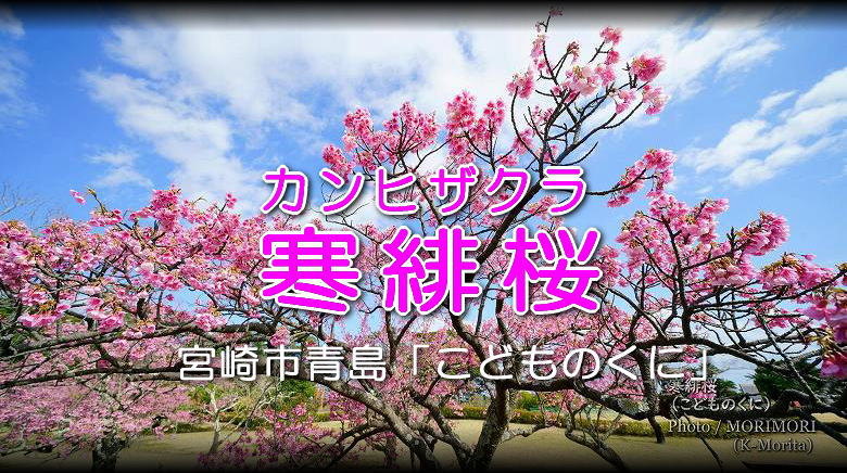 寒緋桜（カンヒザクラ）　こどものくに