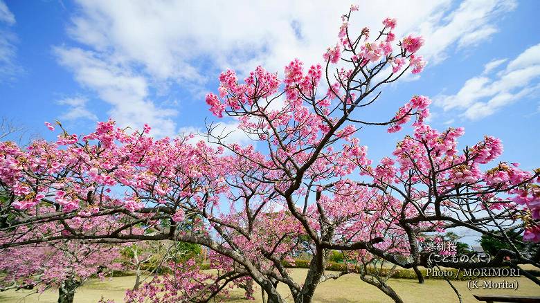 寒緋桜（カンヒザクラ）　こどものくに