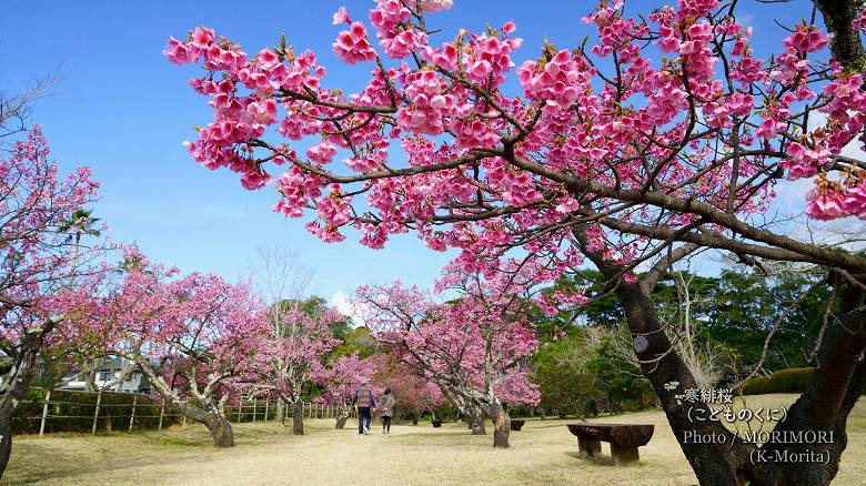 寒緋桜（カンヒザクラ）　こどものくに