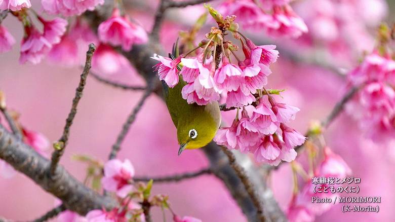 寒緋桜（カンヒザクラ）とメジロ