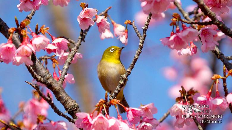 寒緋桜（カンヒザクラ）とメジロ