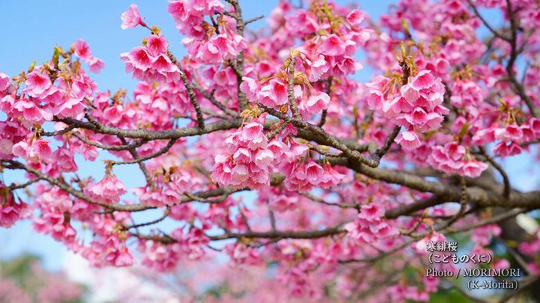 寒緋桜（カンヒザクラ）　こどものくに