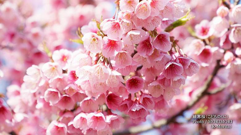 寒緋桜（カンヒザクラ）　こどものくに