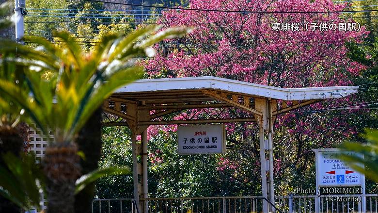 寒緋桜（カンヒザクラ）ＪＲ日南線　子供の国駅