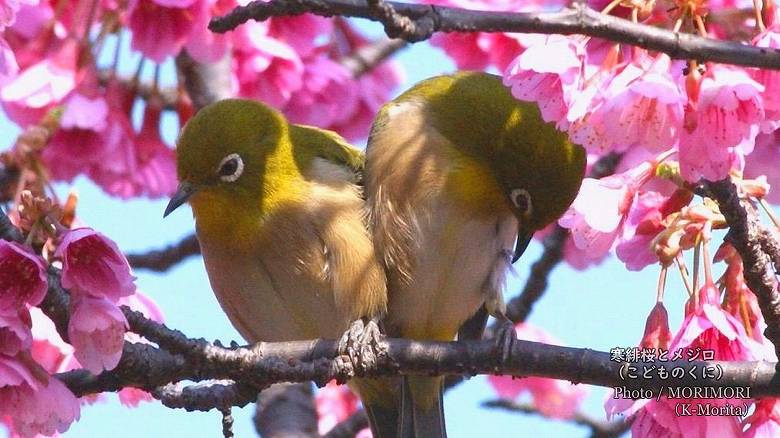 寒緋桜（カンヒザクラ）とメジロ