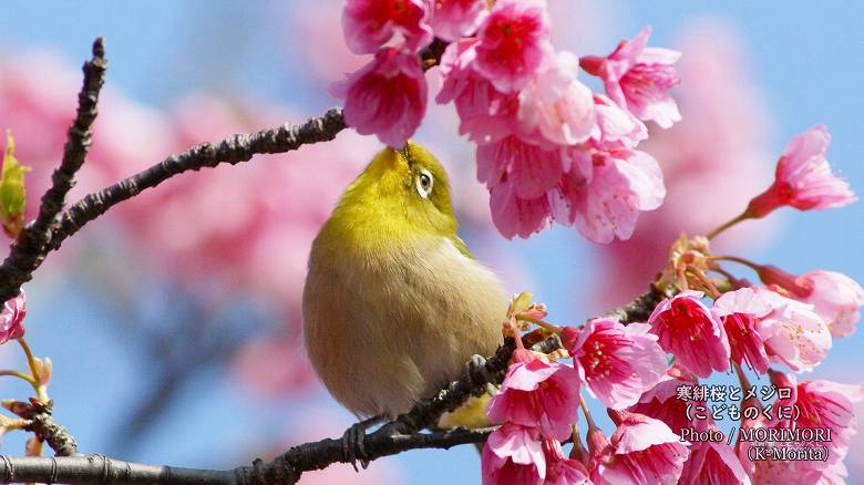 寒緋桜（カンヒザクラ）とメジロ