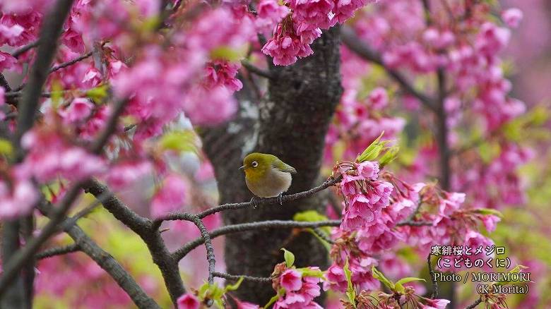 寒緋桜（カンヒザクラ）とメジロ