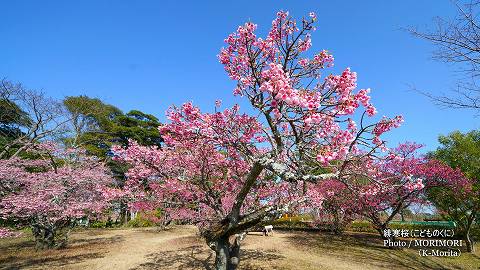 寒緋桜（カンヒザクラ）　こどものくに