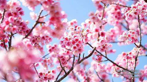 寒緋桜（カンヒザクラ）　こどものくに