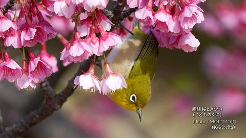 寒緋桜（カンヒザクラ）とメジロ