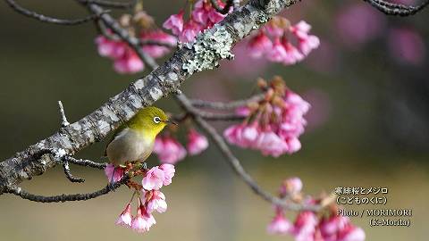 寒緋桜（カンヒザクラ）とメジロ