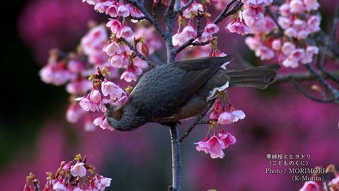 寒緋桜（カンヒザクラ）とヒヨドリ
