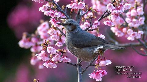 寒緋桜（カンヒザクラ）とヒヨドリ