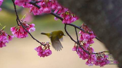 寒緋桜（カンヒザクラ）とメジロ