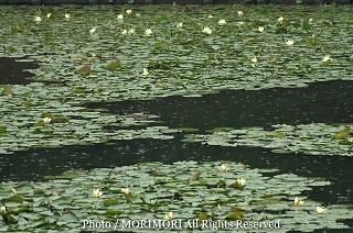 スイレンの写真　03　宮崎市市民の森　みそぎ池（御池）