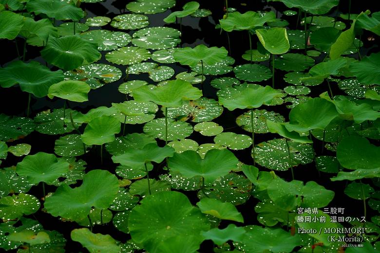 ロータス園勝岡 蓮(ハス)の花の写真 三股町〔4〕