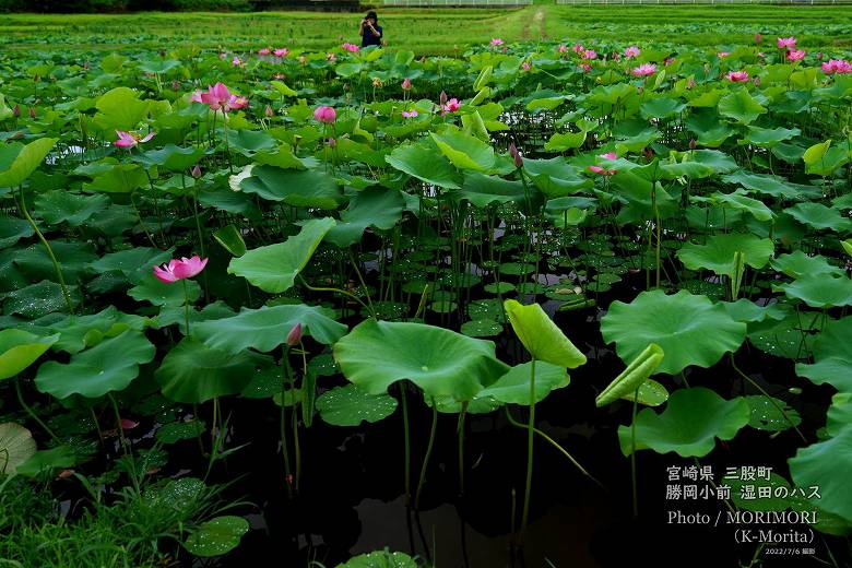 ロータス園勝岡 蓮(ハス)の花の写真 三股町〔5〕