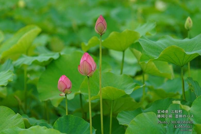 ロータス園勝岡 蓮(ハス)の花の写真 三股町〔6〕