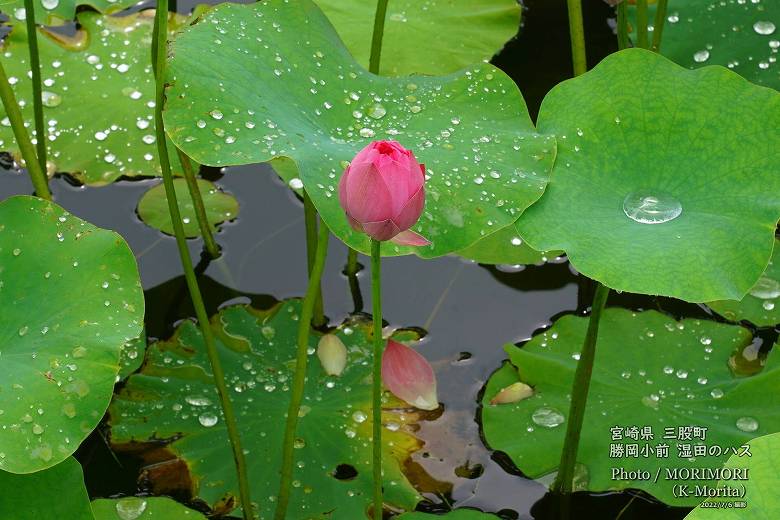 ロータス園勝岡 蓮(ハス)の花の写真 三股町〔10〕