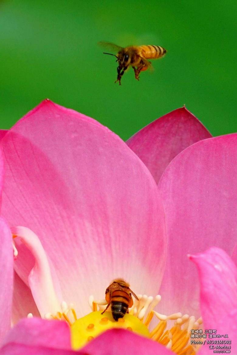 ロータス園勝岡 蓮(ハス)の花の写真 三股町〔14〕