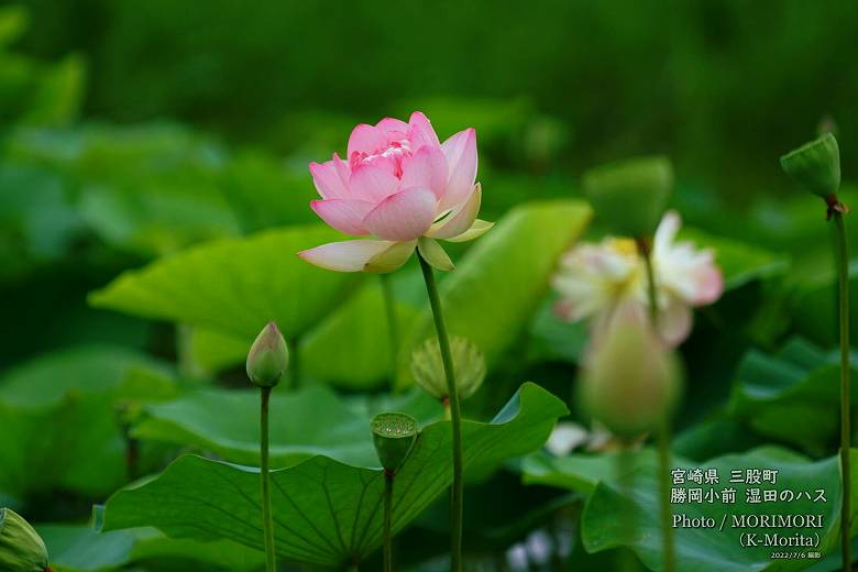 ロータス園勝岡 蓮(ハス)の花の写真 三股町〔15〕