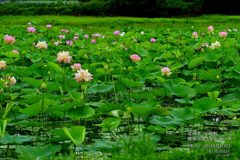 ロータス園勝岡 蓮(ハス)の花の写真 三股町〔20〕