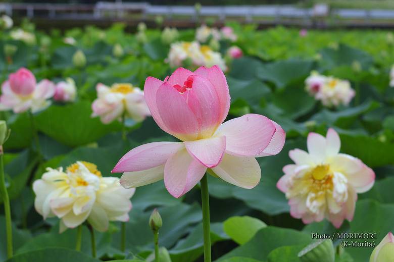 ロータス園勝岡 蓮(ハス)の花の写真 三股町〔2〕