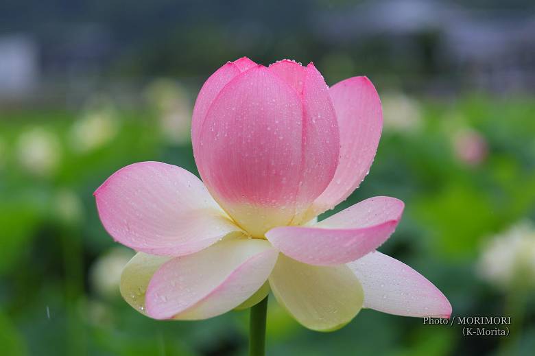 ロータス園勝岡 蓮(ハス)の花の写真 三股町〔2〕