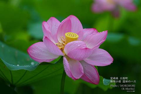 ロータス園勝岡 蓮(ハス)の花の写真 三股町〔2〕