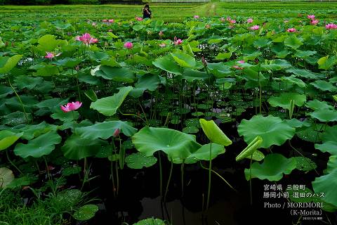 ロータス園勝岡 蓮(ハス)の花の写真 三股町〔5〕