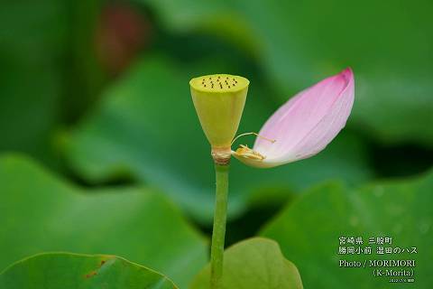 ロータス園勝岡 蓮(ハス)の花の写真 三股町〔8〕