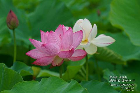 ロータス園勝岡 蓮(ハス)の花の写真 三股町〔9〕