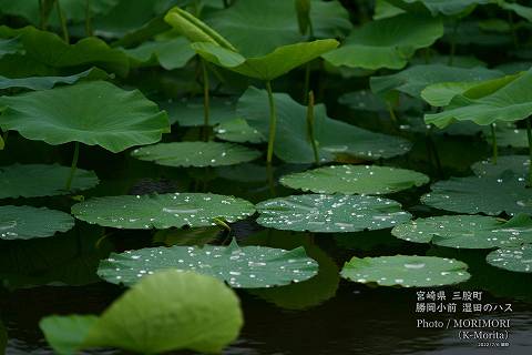 ロータス園勝岡 蓮(ハス)の花の写真 三股町〔12〕