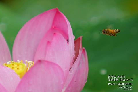 ロータス園勝岡 蓮(ハス)の花の写真 三股町〔13〕