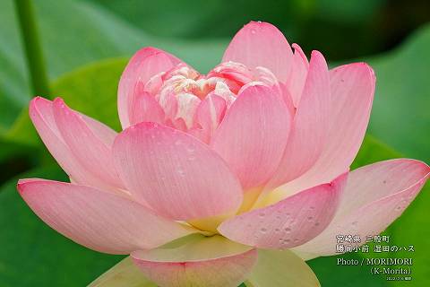 ロータス園勝岡 蓮(ハス)の花の写真 三股町〔17〕