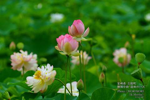 ロータス園勝岡 蓮(ハス)の花の写真 三股町〔19〕