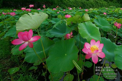 ロータス園勝岡 蓮(ハス)の花の写真 三股町〔21〕