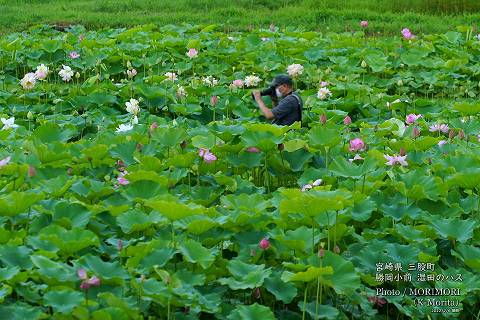 ロータス園勝岡 蓮(ハス)の花の写真 三股町〔22〕